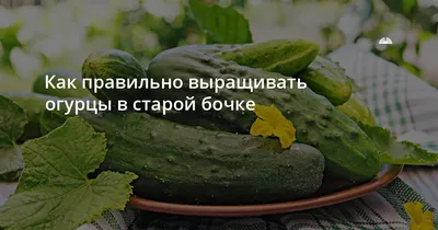 Посадка огурцов: как правильно сажать, способы и схемы + видео
