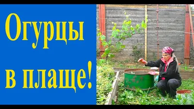 Бочковые огурцы - способ выращивания 🚩 Мой особый способ выращивания  огурцов 🚩 Сад и огород