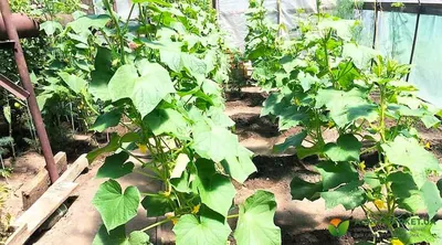 Поднятые грядки для огурцов из бочки своими руками