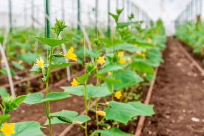 🍠🌿Как сделать огород в мешках. Огород в мешках - что и как сажать?