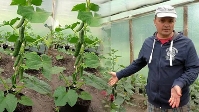 Выращивание томата на малообъемной технологии