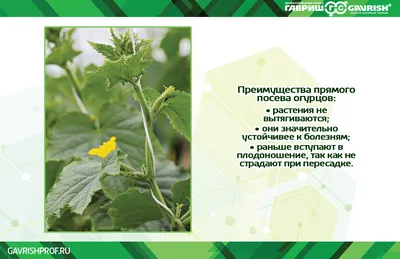 Дачные советы: как выращивать огурцы и помидоры, какие овощи выращивать  дома, 2021 г. - 9 сентября 2021 - 29.ru