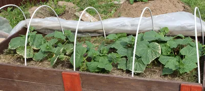 🥒 ОГУРЦЫ НА ШПАЛЕРЕ ИЛИ НА ГРЯДКЕ ? ПРОВЕРИЛ ДВА СПОСОБА ВЫРАЩИВАНИЯ И  ВЫБРАЛ ЛУЧШИЙ ! (без теплиц и парников, личный опыт) | \"НЕ ДИВАННАЯ\" ЖИЗНЬ  🎎 | Дзен