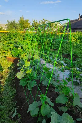Вырастить огурцы на шпалере в открытом грунте | naidy-garden.ru