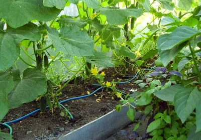 Огурцы в теплице из поликарбоната — посадка, уход, формирование куста