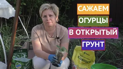 Как вырастить огурцы в открытом грунте.