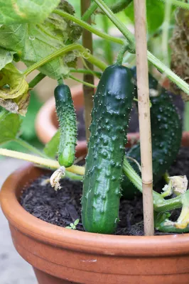 Вырастить огурцы на шпалере в открытом грунте | naidy-garden.ru