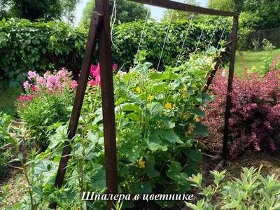 Посадка огурцов в открытый грунт семенами и рассадой: схема, уход, фото,  сроки, сорта, температура, удобрения