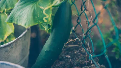 Прищипываем огурцы правильно - Agro-Market24