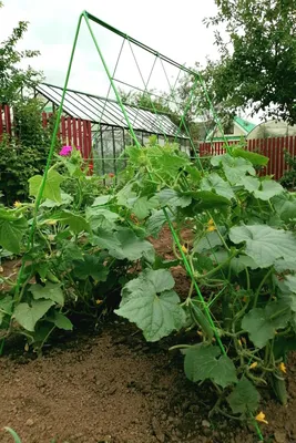 Вырастить огурцы на шпалере в открытом грунте | naidy-garden.ru