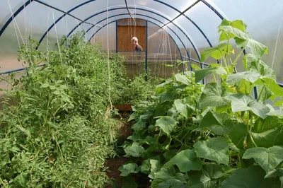 Что можно выращивать в теплице вместе с огурцами: можно ли горох и кабачки