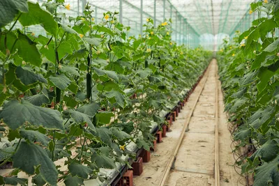 Выращивание огурцов в теплице: секреты получения обильного и качественного  урожая | ВСЁ САМИ! из города в село | Дзен