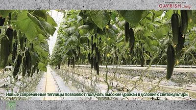 выращивание огурцов в теплице много мелких огурцов, висящих на ветке.  горизонтальная фотография Стоковое Фото - изображение насчитывающей листья,  висеть: 227141702