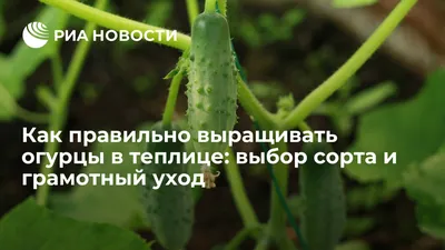 🍅Огурцы в теплице: от рассады до сбора урожая. Как правильно? Как  правильно выращивать огурцы в теплице