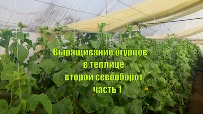 На каком расстоянии сажают огурцы в теплице и открытом грунте: схема  посадок | ivd.ru