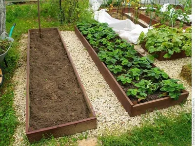 Многоуровневая грядка для клубники: 8 фото идей для вашего огорода |  Клумбы, Органическое садоводство, Выращивать клубнику