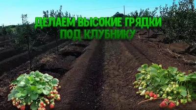 Грядка-короб – как выращивать картофель, томаты и клубнику | На грядке  (Огород.ru)