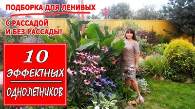 Садовые многолетние растения для сада ⋆ blumgarden.ru