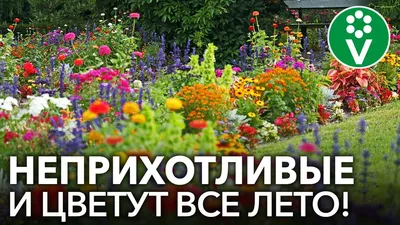 Однолетние цветы: фото, названия, описание