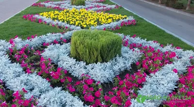 Солнцелюбивые растения для сада: многолетние и однолетние цветы, кустарники  и деревья | Houzz Россия
