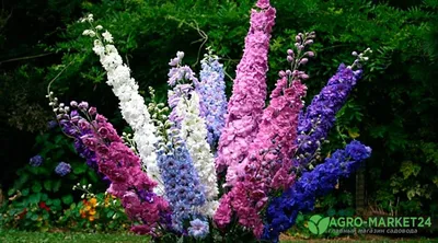 Высокие цветы в саду. Обзор и краткие характеристики  http://sazhaemsad.ru/vysokie-mnogoletniki-v-dizajne-sada.html | ВКонтакте
