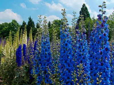 Высокие цветы для сада (80 фото) – названия с описанием | Огородникам Инфо