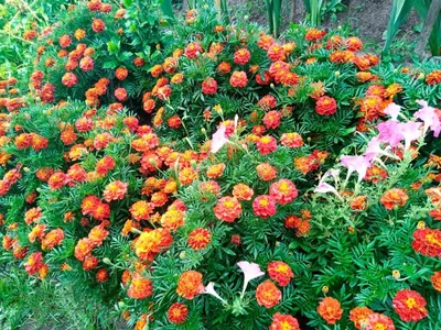 высокие апельсиновые цветы в саду Стоковое Изображение - изображение  насчитывающей пышно, высокоросло: 230692463