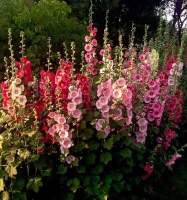 Высокие кустовые садовые цветы многолетники - 72 фото