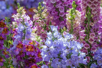 Самые высокие цветы для сада - 59 фото