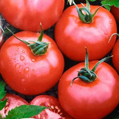 ТОП-3 самых вкусных томатов