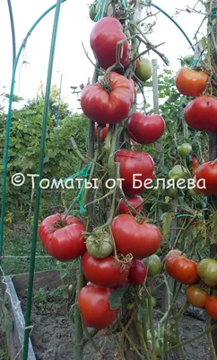 Какие бывают томаты: классификация видов, групп и сортов | На грядке  (Огород.ru)