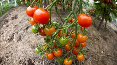 Томаты Эко крупные сладкие вкусные ящик 8кг Азербайджан | Индра — Китайская  аптека