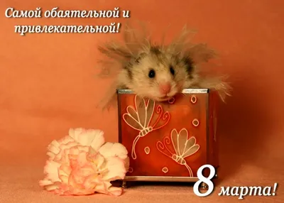 ПРИКОЛЬНЫЕ открытки и смешные картинки на 8 марта с веселыми надписями