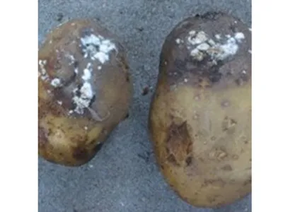 ДЕФИЦИТЫ И ГОЛОДАНИЯ В ПЕРИОД ВЕГЕТАЦИИ - болезни картофеля | Картофельные  технологии