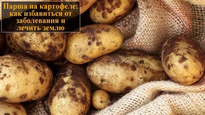 Недостаток кальция картофеля - описание, меры защиты – ЭТК Меристемные  культуры