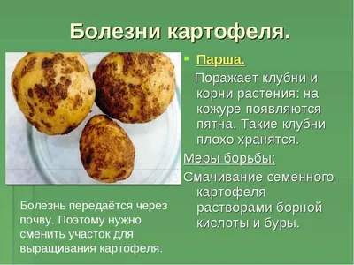 Вирусные болезни картофеля » УАВК - Українська Асоціація Виробників Картоплі