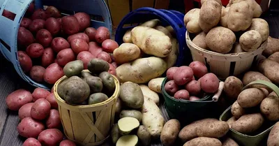 В России разработали новый препарат для защиты картофеля от болезней » ГТРК  Вятка - новости Кирова и Кировской области