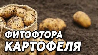 Болезни картофеля: фото, описание и лечение