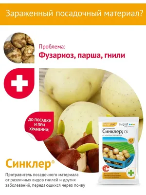 Картофель полезен или нет - эксперт объяснил, когда корнеплоды становятся  ядовитыми для человека | Новости РБК Украина