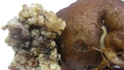 Бурая гниль картофеля – опасное карантинное заболевание - Жыцце Палесся