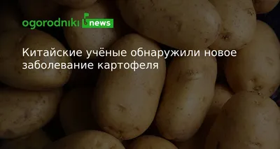 Фитофтора картофеля - профилактика заболевания ботвы. - YouTube