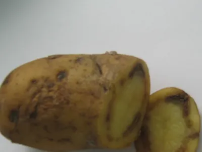 Болезни картофеля - АГРО СЕМЕННАЯ КОМПАНИЯ