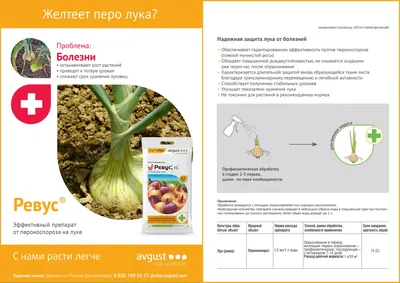Болезни лука и чеснока — FloweryVale.ru