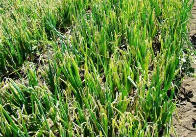 Лечебные свойства лука in 2023 | Plants, Green, Green beans