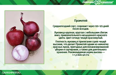 Почему желтеет лук на грядке и что нужно делать | На грядке (Огород.ru)