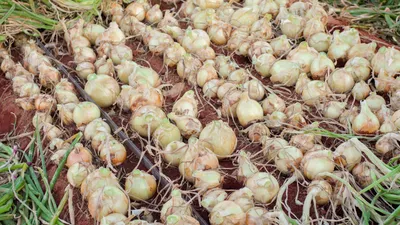 Ложная мучнистая роса (пероноспороз) лука Грибные болезни | Syngenta