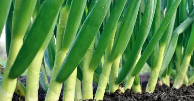 Bayer Crop Science Россия - Фанданго — новый эффективный продукт для защиты  лука, разработанный Байер. Он предохраняет посевы от полного спектра  опасных заболеваний и помогает вырастить крупный здоровый лук с плотной  чешуей.