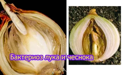 AVGUST Препарат от болезней лука Ревус, 1,2 мл