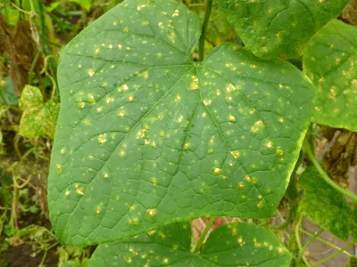 Заболевания и бичи на листьях огурцов Стоковое Изображение - изображение  насчитывающей патология, микробиология: 124491489