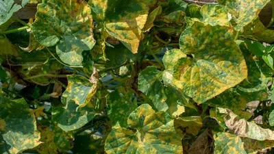 Как определить болезни огурцов по листьям - Мир Садоводства